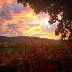 Devon Aoki Instagram - Happy Thanksgiving! Never more beautiful #StHelena #Calistoga #KnightsValley #NapaValley