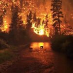Devon Aoki Instagram - Thank you to the @americanredcross for providing hope and comfort to residents impacted by the devastating #Woolseyfire and #Campfire and to our First Responders @losangelesfiredepartment on the front lines! If you are interested in supporting disaster relief efforts please click the link in my bio. Sorry link working now