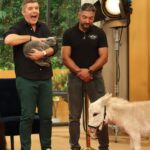 Diana Chaves Instagram – Se o @joaobaiaobaiao e a @dichavesofficial não vão à quinta, a quinta vem até eles e invade a @casafeliz 🤩

#sic #casafeliz #quinta #animais #companhia #amigos #invasao
