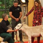 Diana Chaves Instagram – Se o @joaobaiaobaiao e a @dichavesofficial não vão à quinta, a quinta vem até eles e invade a @casafeliz 🤩

#sic #casafeliz #quinta #animais #companhia #amigos #invasao