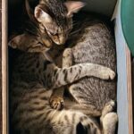 Diana Penty Instagram – Did someone say it’s ‘National Pet Day’ today? Must introduce you all to our cat family! Say hello to Bagheera, Sher Khan, Alice, Matilda, Tenor, Treble, Lea, Lana, Lara and Baby. A cat for every day of the week…and then some 😹🐈‍⬛

#NationalPetDay #CatLove #CatsOfInstagram