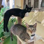 Diana Penty Instagram – Did someone say it’s ‘National Pet Day’ today? Must introduce you all to our cat family! Say hello to Bagheera, Sher Khan, Alice, Matilda, Tenor, Treble, Lea, Lana, Lara and Baby. A cat for every day of the week…and then some 😹🐈‍⬛

#NationalPetDay #CatLove #CatsOfInstagram