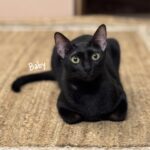 Diana Penty Instagram – Did someone say it’s ‘National Pet Day’ today? Must introduce you all to our cat family! Say hello to Bagheera, Sher Khan, Alice, Matilda, Tenor, Treble, Lea, Lana, Lara and Baby. A cat for every day of the week…and then some 😹🐈⬛
#NationalPetDay #CatLove #CatsOfInstagram