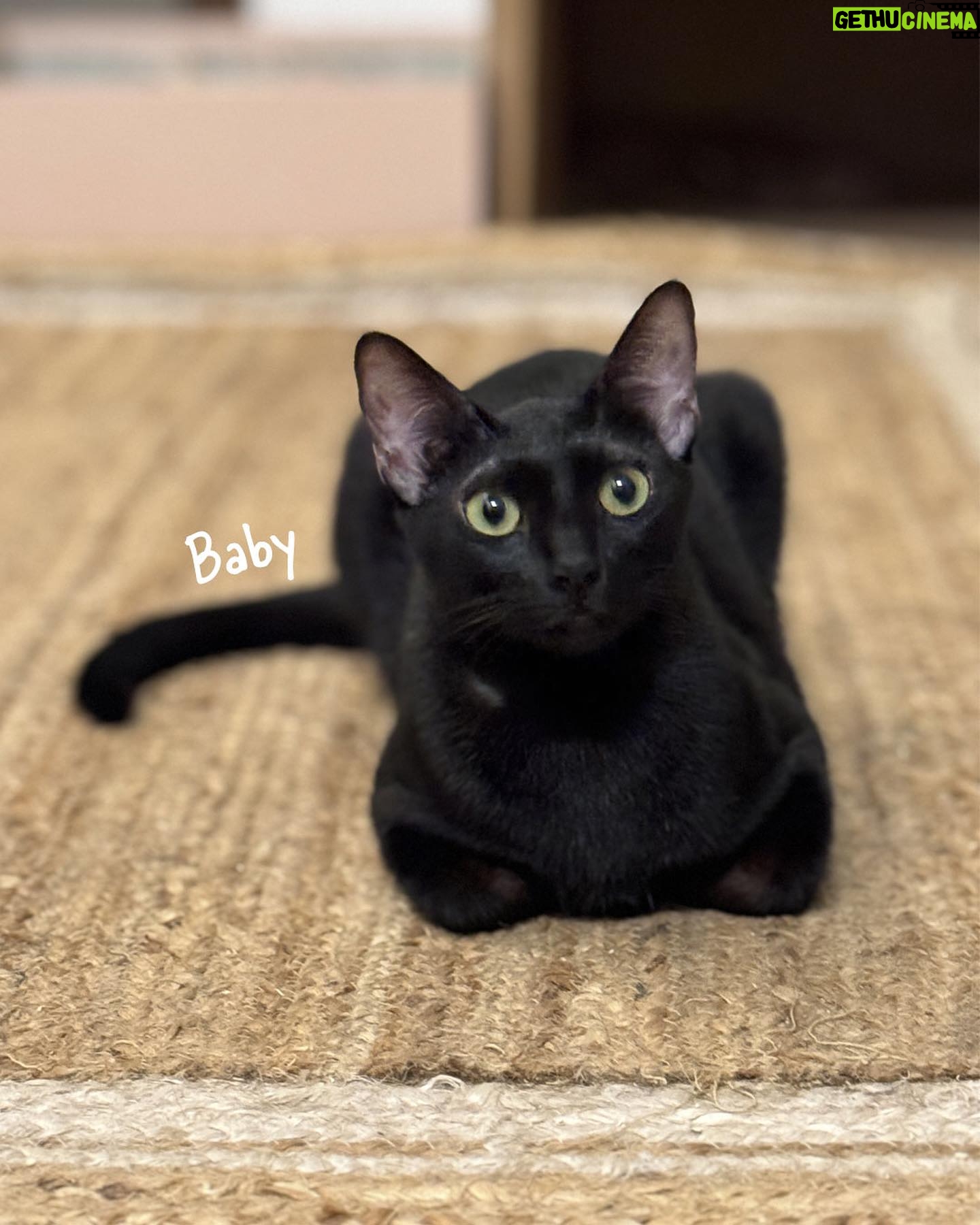 Diana Penty Instagram - Did someone say it’s ‘National Pet Day’ today? Must introduce you all to our cat family! Say hello to Bagheera, Sher Khan, Alice, Matilda, Tenor, Treble, Lea, Lana, Lara and Baby. A cat for every day of the week…and then some 😹🐈⬛ #NationalPetDay #CatLove #CatsOfInstagram
