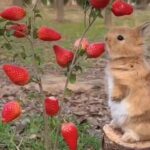 Diane Kruger Instagram - Happy Easter/Passover ❤️ Whatever you celebrate to allow bunnies to eat your strawberries 🍓