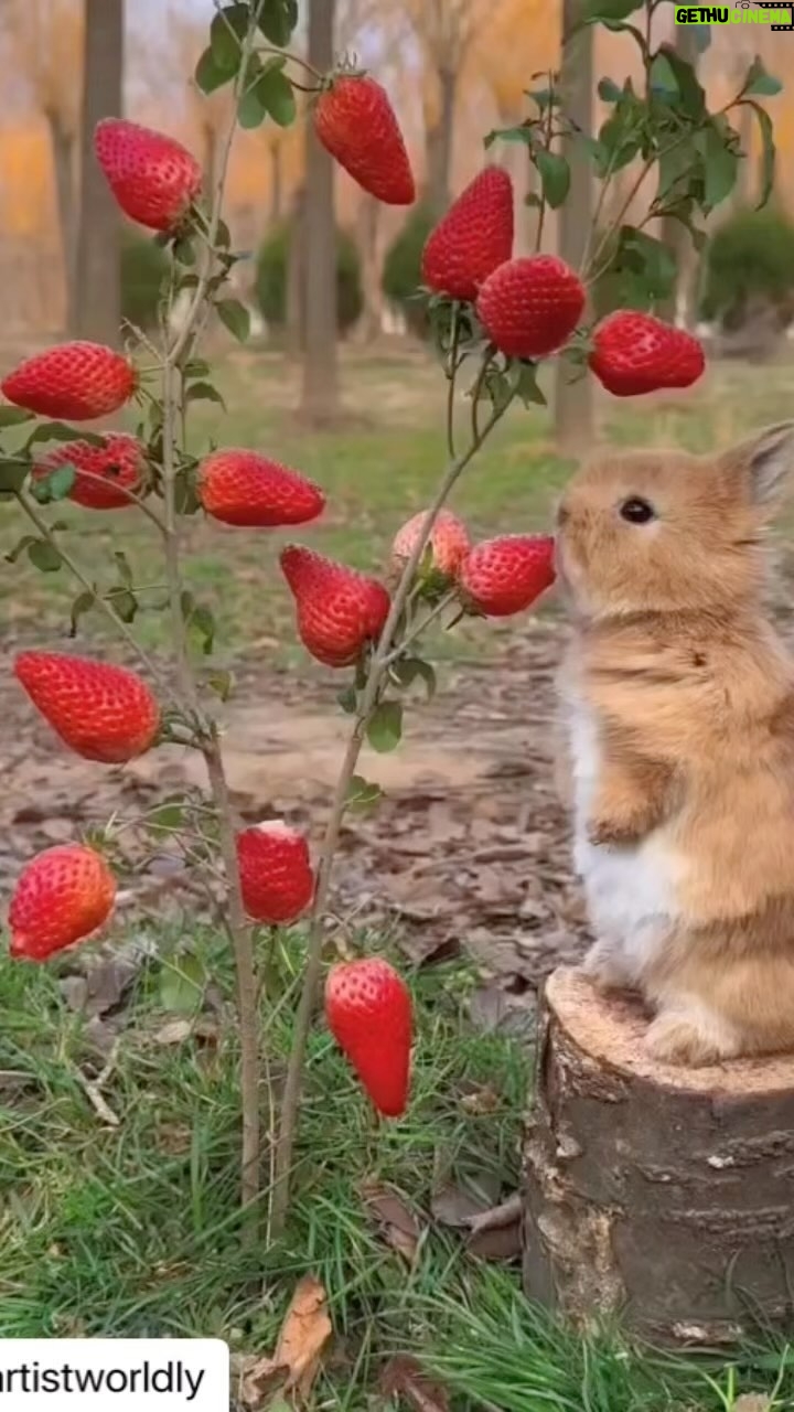 Diane Kruger - 23.8K Likes - Happy Easter/Passover ❤️ Whatever you celebrate to allow bunnies to eat your strawberries 🍓