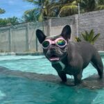Dinah Moraes Instagram – Stitch não aguentou esse calor e chamou a turma pra piscina! ! #bulldogfrances #cães 🤣
