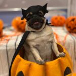 Dinah Moraes Instagram – Dois meses do meu Henry Lucca! Nosso pequeno Batman faz dois meses hoje e junto com ele sua amiga Melrislania de Batgirl. Todos os meses para comemorar o mesversário ao invés de festinha vou postar uma fotinha com cada cachorro que eu tenho ( são 08) como Henry é muito pequeno escolhemos a Melrislania por ela ser mais calma pra fazer foto, nossa pug foi adotada e venceu um câncer recentemente. Muita saúde para os dois! 
#halloweendoHenry #mesversario