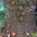 Dita Von Teese Instagram – A closer look at one of identical corsets made by @catherinedlish for @TaylorSwift and I wore for the #bejeweled video in my #giantmartiniglasses ✨🍸🍸✨

*If you think that’s something, wait til you get a load of the copious amounts of #Swarovski crystal on the #Glamonatrix tour!