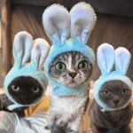 Dita Von Teese Instagram - Happy Easter! 🐰🐰🐰 @berliozvonteese @mademewsellevonteese and Alphonse @aleistervonteese #catsofinstagram #devonrexcat