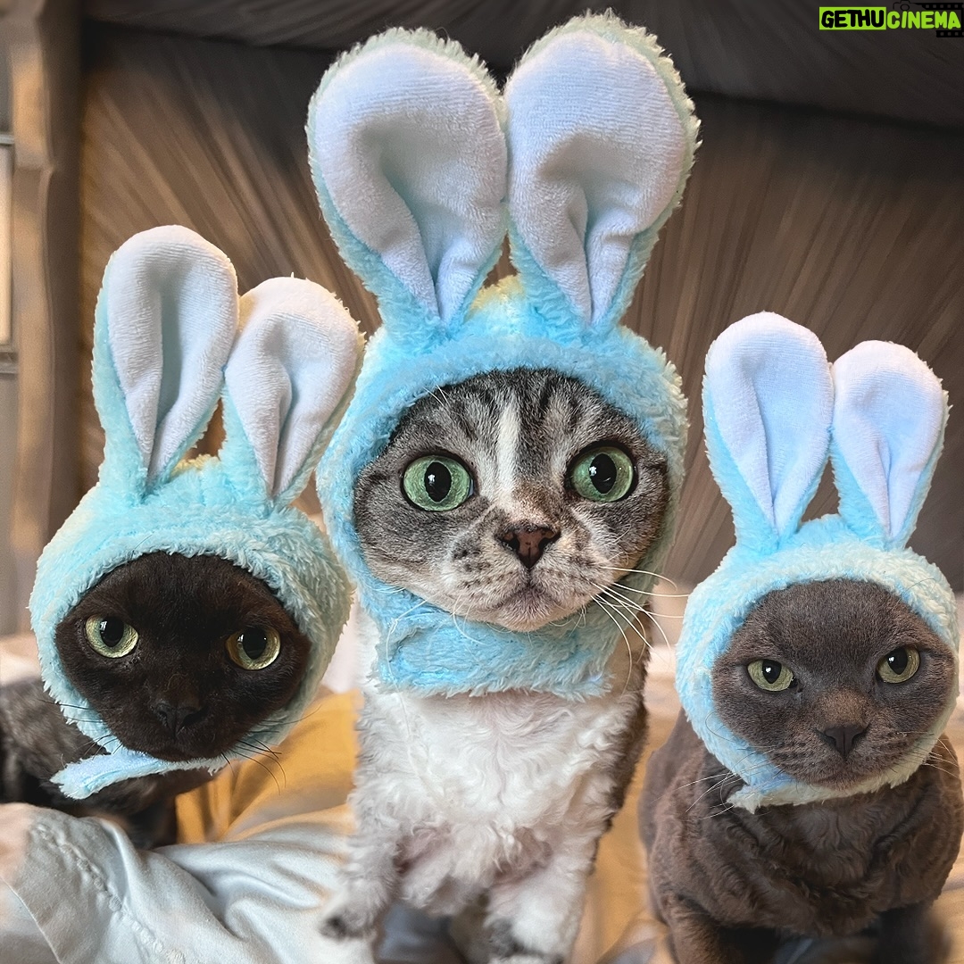 Dita Von Teese Instagram - Happy Easter! 🐰🐰🐰 @berliozvonteese @mademewsellevonteese and Alphonse @aleistervonteese #catsofinstagram #devonrexcat