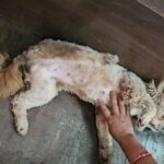 Divya Dutta Instagram -