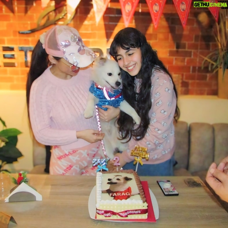 Dolly Shaheen Instagram - هابي بورذداي تو فروجي... سنة حلوة يا فرج.... My little dogs birthday #happybirthday farag
