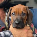 Dudu Azevedo Instagram – Da mais nova pro mais velho, Cali, Gipsy, Gaia e Peteleco.
Porto Seguro verdadeiro o amor desses bichos!
Amor garantido!
Vivi minha vida cercado por gerações e gerações de cães que me deram muito!
Anjos da guarda, anjos do amor.
🐶❤️
Quem vive esse amor sabe do que eu to falando.