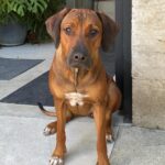 Dudu Azevedo Instagram – Da mais nova pro mais velho, Cali, Gipsy, Gaia e Peteleco.
Porto Seguro verdadeiro o amor desses bichos!
Amor garantido!
Vivi minha vida cercado por gerações e gerações de cães que me deram muito!
Anjos da guarda, anjos do amor.
🐶❤️
Quem vive esse amor sabe do que eu to falando.