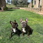Dulceida Instagram - semana santa ✨🌷☁️🍀🤸🏼‍♀️🫶🏼 1. amando el marrón 🪵 2. es que me la zampo 🐸 3. parte del grupo vitamina ✨ 4. los más guapos del mundo 🐶 5. chulita 🐭 6. hermanas 🤍 7. enamorada del coche 🤸🏼‍♀️ 8. paparazziiiiu 🫠 9. con DULCEOK tenéis descuento en okmobility 🫰🏻 10. el peinado más moni que me ha quedado 🧚🏻‍♀️