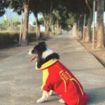 林莎 Instagram - ～～🐲 除夕夜快樂 ～～🧧