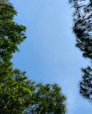 Ece Yaşar Instagram - 🌞
Tamam olsun yine kış
Ama olmaz önce kış sonra yatış
Tabiidir sıcaklarda tur atış
İlle tutuş ille atış
Lakin ardından gelir yine kış

#döndükbile #yazgüzellemesi #bidebenitekçek