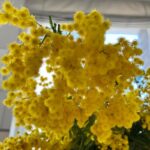 Ekaterina Skulkina Instagram - «Недостаточно подрезать дерево, чтобы оно зацвело: необходимо еще вмешательство весны…»🌾 Экзюпери