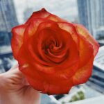 Ela Velden Instagram – Una rosa para ti 🌹