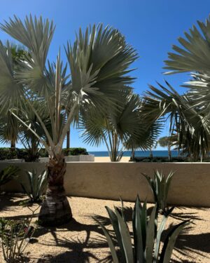 Ela Velden Instagram - Living the good life in @nobuloscabos  @vivantbyrcd