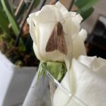 Ela Velden Instagram - Eres el primer rayito del sol que ilumina mi ventana Ese rayito que calienta toda la habitación con delicada fuerza Eres el viento que arrasa con todas las hojas secas Ese viento que las eleva hacia las alturas en los cielos Eres la mariposa que vuela en frente de mis ojos para enseñarme el camino correcto Esa mariposa que me susurra a mi oido que todo estará bien. Te extraño y te amo por siempre papi 🤍