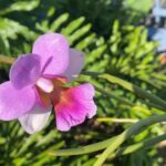 Elba Escobar Instagram - Dejando por un mes a mi bendición en la tierra en manos de Dios y la infinita sabiduría de la Naturaleza. Voy a mi tierra, a mi Ávila, a mis hermanos y mi familia adquirida mis amigos, los que siempre están aunque a veces nos alejemos y los de cerquita , a mi ciudad y hogar natural durante años , los estudios de Venevision, con su gente y sus abrazos y sus sonrisas y sus bienvenidas! Estamos todos tan felices! Que no puede ser mas que gozo. Allá voy llena de Luz y Amor