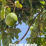 Elba Escobar Instagram - Así lo encontré, frondoso, alto y con una enorme carga de Aguacates . Es una bendición
