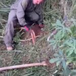 Elba Escobar Instagram – Cosechando Yuca en casa! Con el super @frometincosmic , musico, diseñador, artista plástico, cultivador, reparador , surfista, padre y esposo amoroso y mejor amigo de mi hijo