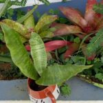 Elba Escobar Instagram - Jardín de Luz y Amor