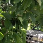 Elba Escobar Instagram - Última actualización del árbol de aguacate, ya cargado y listo para la cosecha . Video de Pedro Amarilo