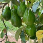 Elba Escobar Instagram - No dejo de maravillarme con el campo y sus bendiciones, yo fui siempre de ciudad y apartamentos y esta experiencia de vivir en el campo y cultivar es completamente nueva para mi. Cada vez que comparto , regalo y me como algo que he cosechado en mi tierra, solo tengo agradecimiento, a Dios, a mi hijo que me convenció de vivir aquí, a mis vecinos y la gente con quien comparto a diario en andar por esta isla Borinqueña y su gente amable, gentil y divertida. Agradezco a los amigos que he cosechado aquí, tan dulces y nutritivos como sus frutas, a los que me visitan y mis plantas, mis flores y árboles, a los amigos de Simón que se pasan temporadas en la casita y ayudan a cuidar el campo y a mi, también me agradezco a mi, que me atreví, que salí de mi zona de comodidad y abrí mi corazón y mi conciencia al disfrute de la vida simple y generosa del campo. Gracias a ustedes que leen y me siguen y dan consejos y aplauden la sencillez de mi nueva vida. Los amo.