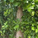 Elba Escobar Instagram - Tengo un enorme árbol de Mamey