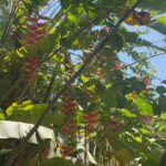 Elba Escobar Instagram - Disfrutando la Luz y color y los regalos de la Naturaleza. #isabelapr🇵🇷 #laisladelencanto🇵🇷