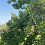 Elba Escobar Instagram - Ya comenzaron a aparecer los brotes de Aguacates, este año va a estar buena la cosecha. Amén