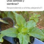 Elba Escobar Instagram –