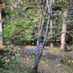 Eliza Dushku Instagram - The most beautiful blue bird landed on this tree branch today for abt 6 seconds.. It was about the most NatGeo/postcard image I’ve seen in real life. I didn’t get a pic it happened so fast- I guess it was just for me :) 💙 xo