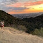 Eliza Dushku Instagram – Last sunset of ‘18..! #nofilter #tandog #lala 🌅