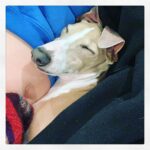 Eliza Dushku Instagram – ALL💤 about #LoveYourPetDay 🐶💞 #TBDP ~ I wanna cry he’s the bestest 😭