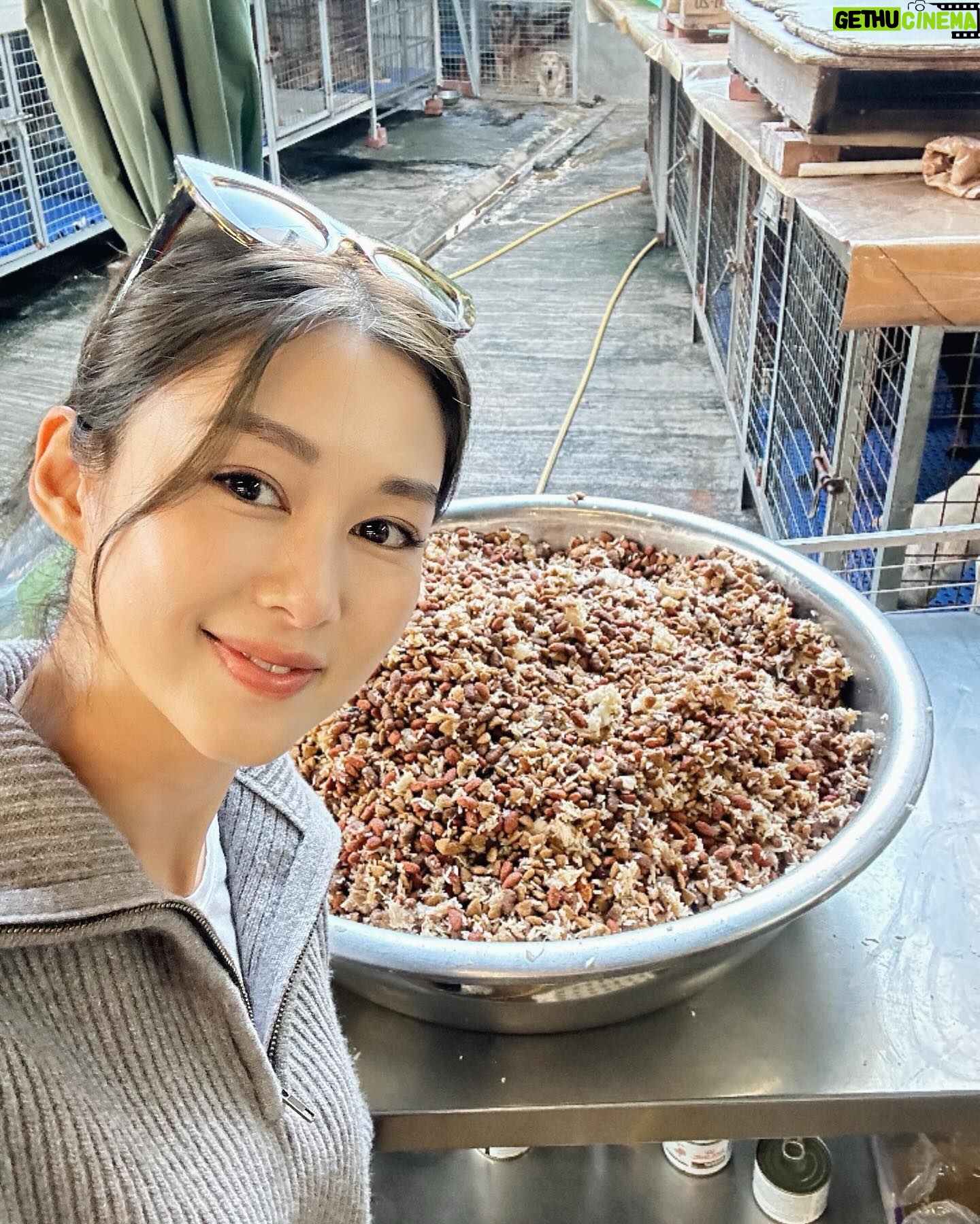 Eliza Sam Instagram - A moment of calm in this crazy season♥️🐶 Last pic- trying my best to protect their yummy food from flies that are also hungry! Recently I went to visit some fur babies at #BigTree shelter. Thank you doggies for filling my heart with love. It was like a therapy I didn’t know I needed♥️ Will upload the video of making their food tomorrow, stay tuned🤪✌🏻♥️🫶🏼 #大樹下 #大樹下善待動物庇護站 #BigTree #流浪動物 #善待生命 #支持領養