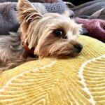 Eliza Taylor Instagram - some extra cute bowie content to bless your friday morning🐶💞