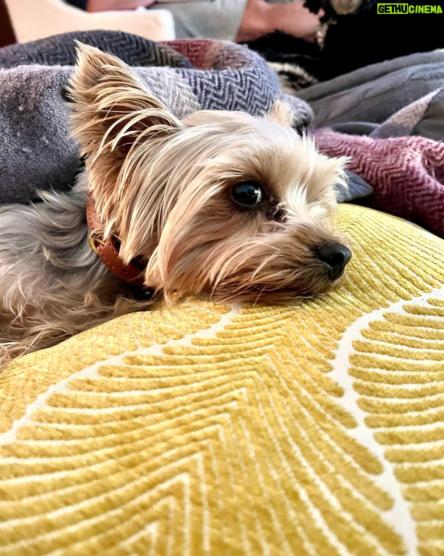 Eliza Taylor Instagram - some extra cute bowie content to bless your friday morning🐶💞
