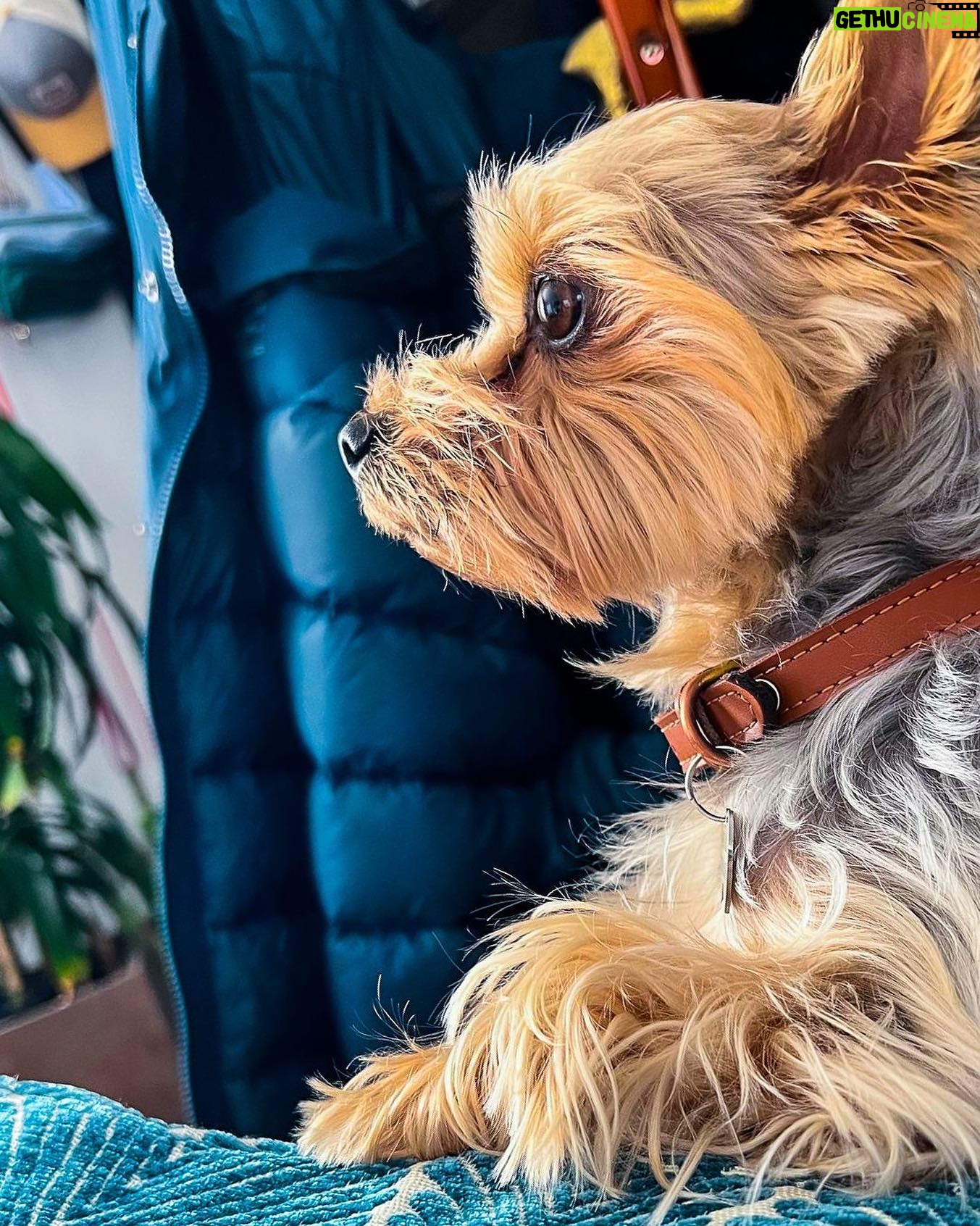 Eliza Taylor Instagram - He’s got a strong profile, this handsome boy! 🥰 @officialbowietaylor