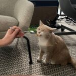 Elizaveta Ivantsiv Instagram - Что-то на вайбовом, еле уловимом. Настроение зависит от такого огромного количества нюансов. Уметь их отслеживать, а еще и корректировать, это целая наука, пожалуй. Скажу слово, которое сейчас очень часто и достаточно пошло говорят, но это та самая осознанность. Не в том смысле, что ты вдруг задышала всем, что еще вчера для дыхания не предназначалось, а в самом его основном смысле. Ты замечаешь. Обращаешь внимание. Ловишь причинно-следственную. И деликаааааааатно, нееееееежно перемещаешь фокус внимания на то, что тебя созидает и восстанавливает, а не разрушает. Чтобы было красиво внутри, неплохо бы обеспечить себе красиво снаружи. У каждого своя красота, так что только вам известно, что вы хотите видеть, открывая глаза: любимую голубую вазочку, винтажную лампу с блошки, рисунок, или даже коллаж из любимых картинок, цветок в углу (живи, любимый, живииииии) или пушистую жёпь кота. Но то, что вам красиво, не должно быть только в музее. Пусть оно будет рядышком. Это не панацея от всех бед, но приятный пластырек на грусть❤️