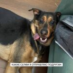 Elizaveta Ivantsiv Instagram - Помните фразу о том, что каждый хозяин считает свою собаку самой красивой и все из них правы? Вот, убедитесь еще раз