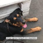 Elizaveta Ivantsiv Instagram - Помните фразу о том, что каждый хозяин считает свою собаку самой красивой и все из них правы? Вот, убедитесь еще раз