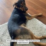 Elizaveta Ivantsiv Instagram - Помните фразу о том, что каждый хозяин считает свою собаку самой красивой и все из них правы? Вот, убедитесь еще раз