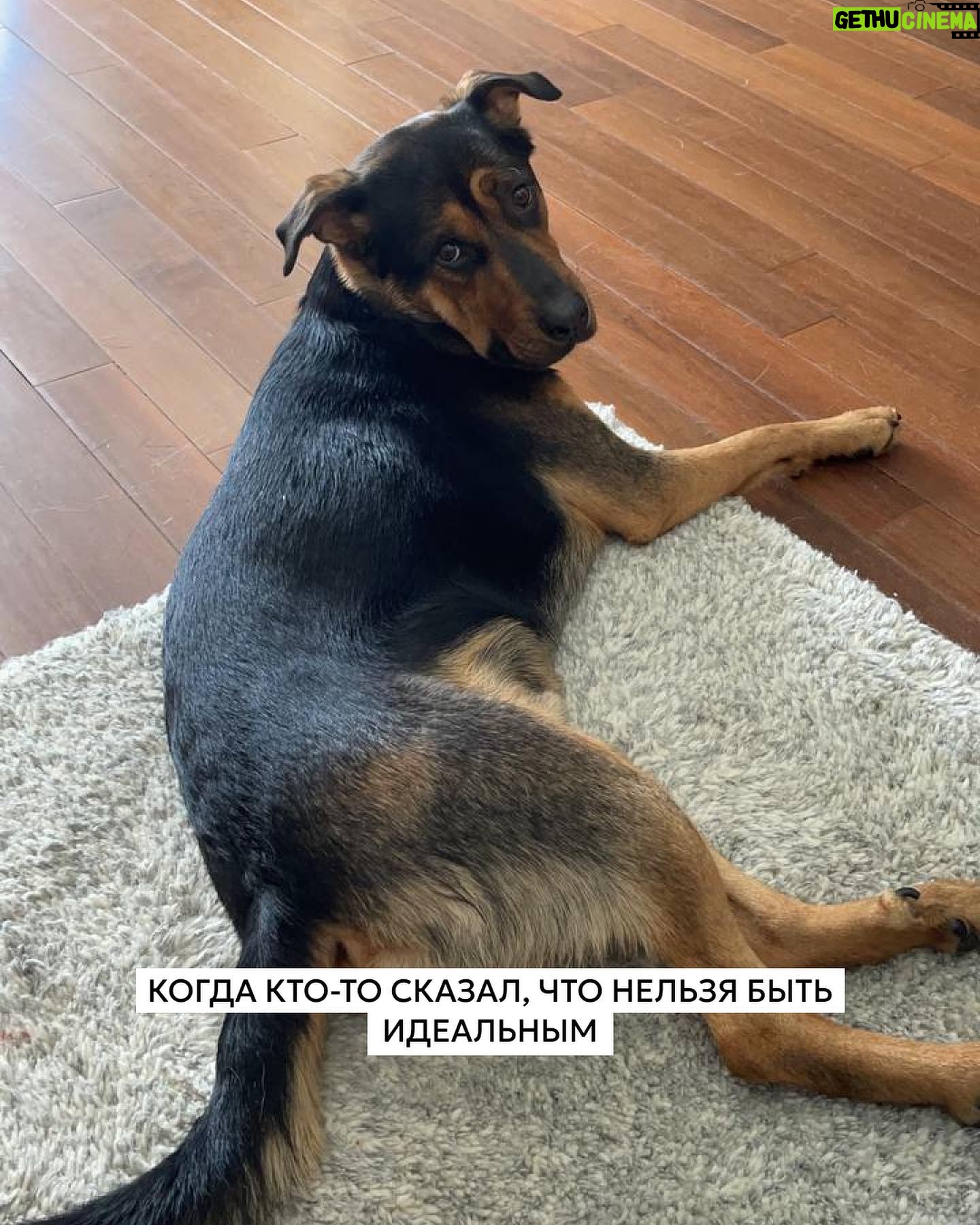 Elizaveta Ivantsiv Instagram - Помните фразу о том, что каждый хозяин считает свою собаку самой красивой и все из них правы? Вот, убедитесь еще раз