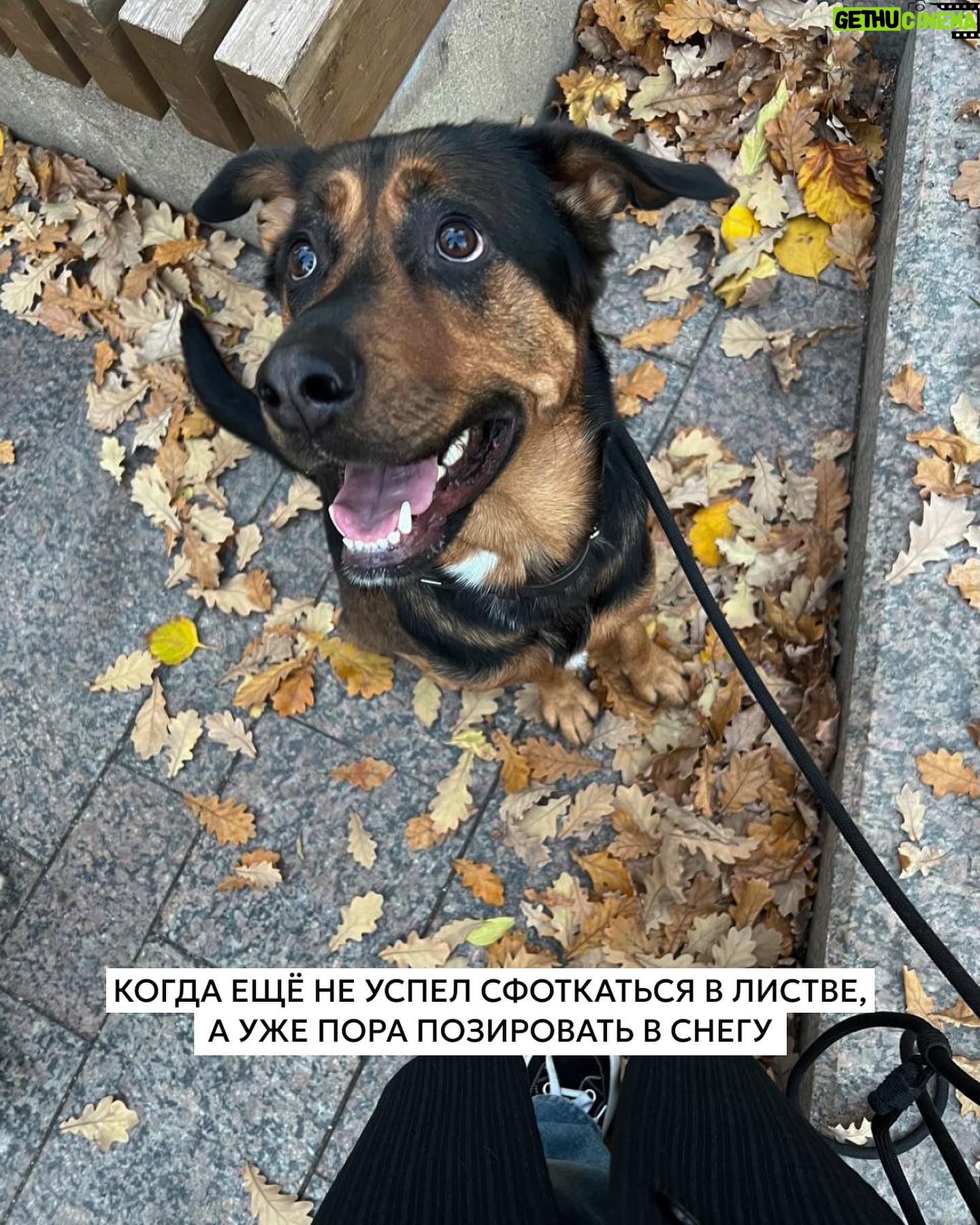 Elizaveta Ivantsiv Instagram - Помните фразу о том, что каждый хозяин считает свою собаку самой красивой и все из них правы? Вот, убедитесь еще раз