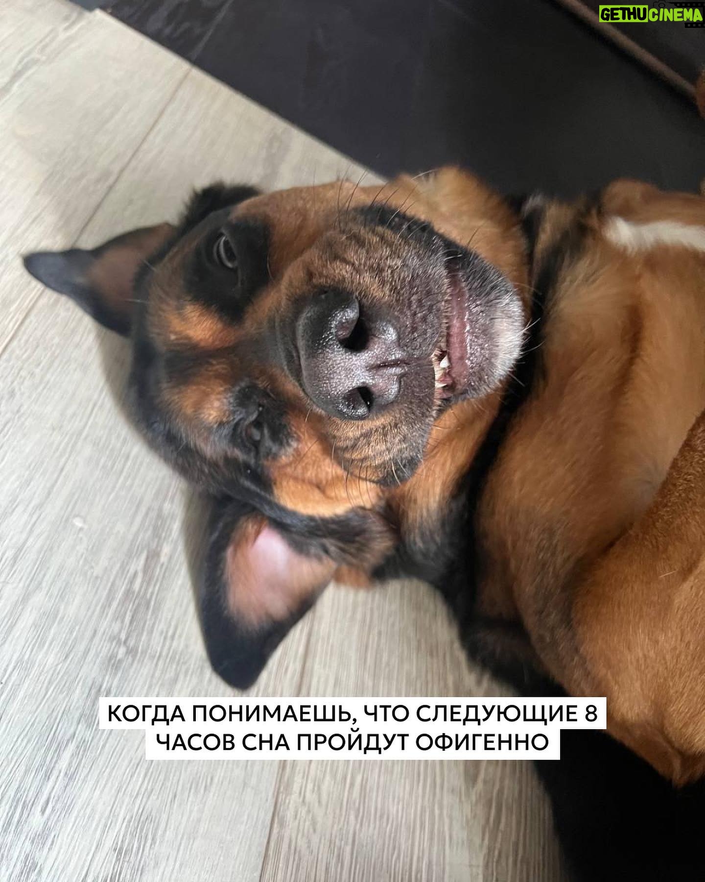 Elizaveta Ivantsiv Instagram - Помните фразу о том, что каждый хозяин считает свою собаку самой красивой и все из них правы? Вот, убедитесь еще раз